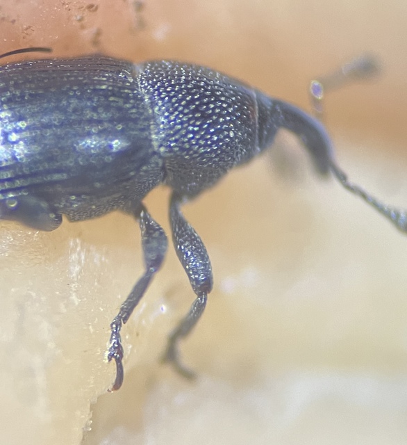 Baris artemisiae - feketeüröm báris