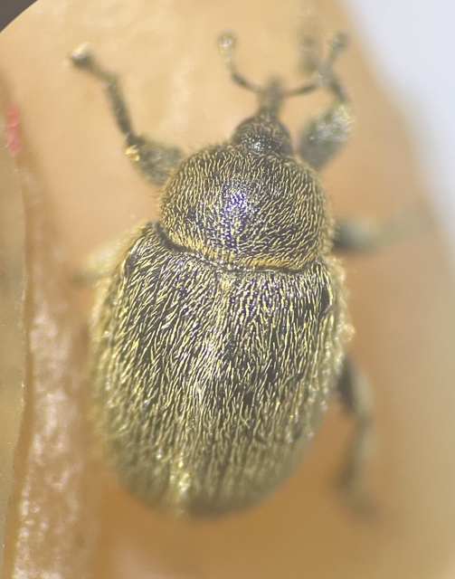 Rhinusa tetra - magtoklakó ökörfarkkóró-ormányos