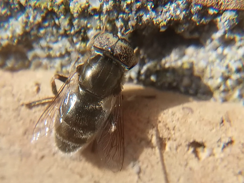 Eristalinus aeneus - bronzos foltosszeműlégy