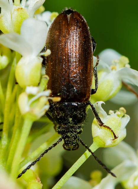 Omophlus lividipes - kis pejbogár Omophlus lividipes - kis pejbogár