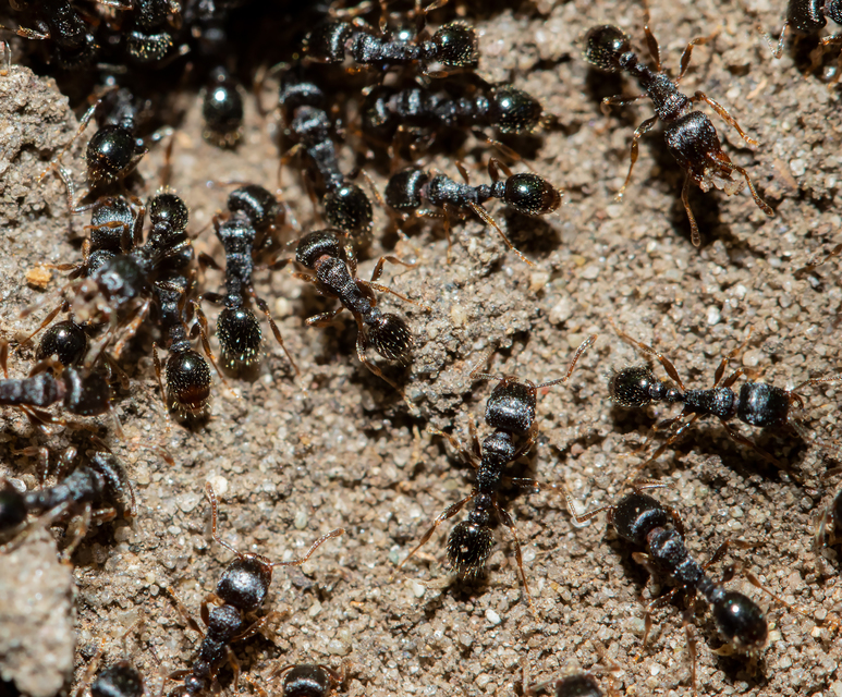 Tetramorium