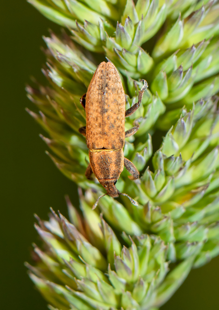 Lixus brevipes - vaskosorrú dudvabarkó