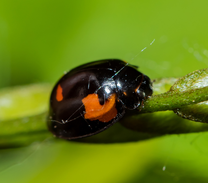 Exochomus quadripustulatus - négyfoltos szerecsenkata