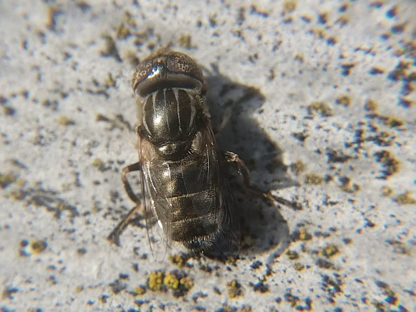 Eristalinus