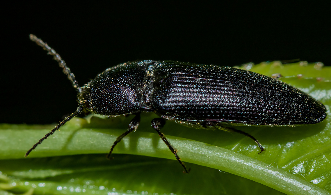 Melanotus punctolineatus - sávos gyászpattanó