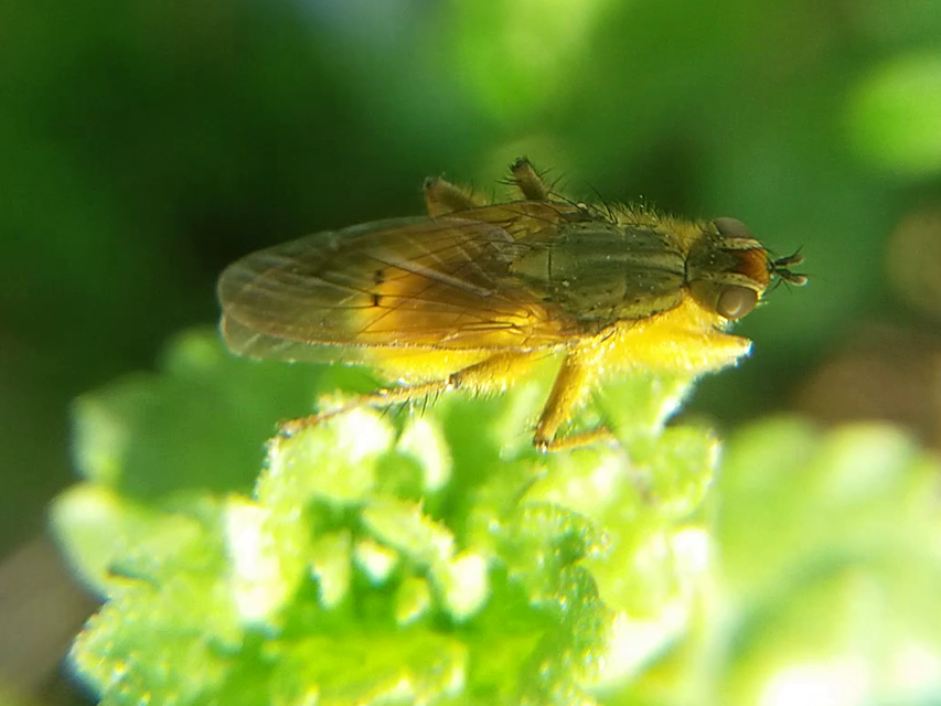 Scathophaga stercoraria - közönséges trágyalégy