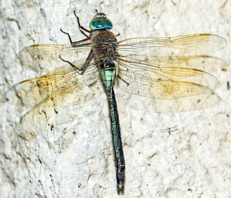 Anax parthenope - barna óriásacsa
