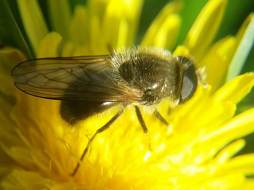 Cheilosia