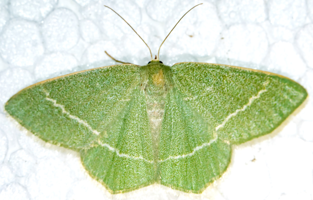 Chlorissa viridata/cloraria