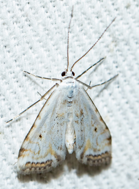 Cataclysta lemnata - békalencsemoly