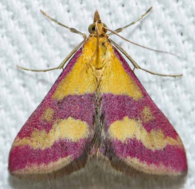 Pyrausta sanguinalis/virginalis