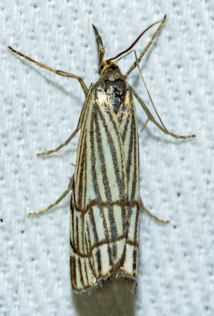 Chrysocramboides craterella - rácsos fűgyökérmoly