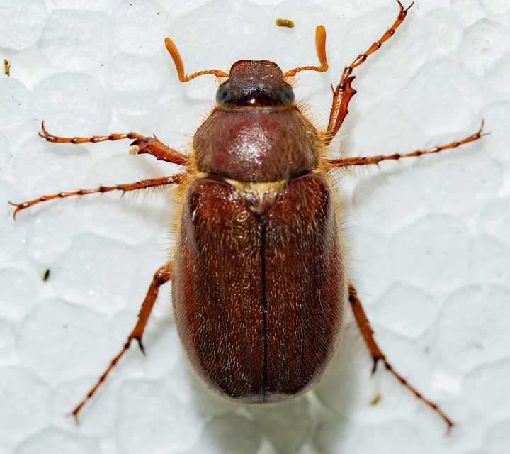 Holochelus vernus - tavaszi cserebogár