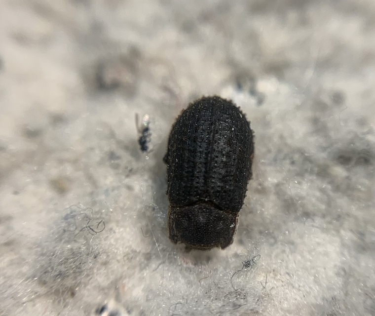 Trox perrisii - fészeklakó irhabogár