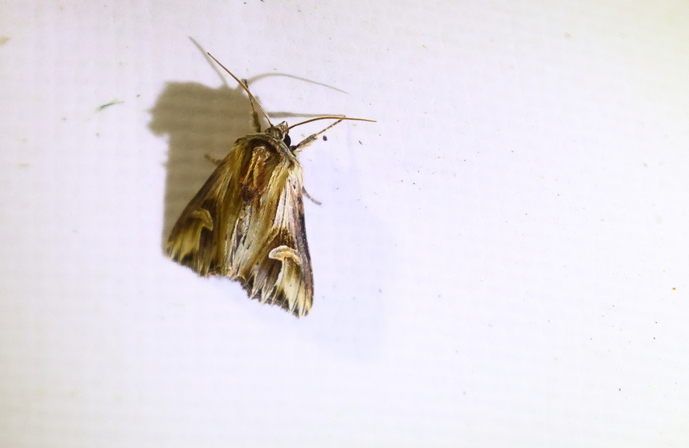 Actinotia polyodon - nagy sugarasbagoly
