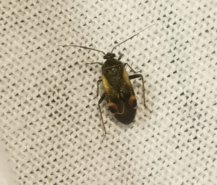 Polymerus Polymerus