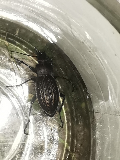 Carabus cancellatus - ragyás futrinka