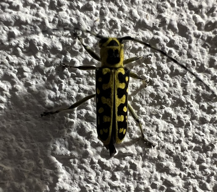 Saperda scalaris - létracincér