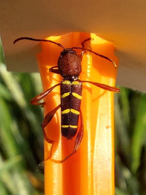 Neoclytus acuminatus - amerikai darázscincér