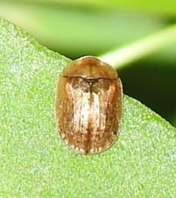 Hypocassida