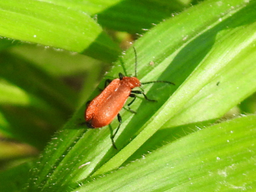 Pyrochroa serraticornis - közép-bíborbogár