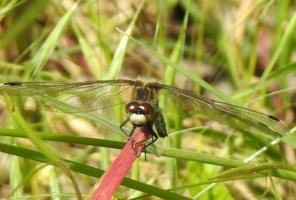 Leucorrhinia pectoralis - lápi álarcos-szitakötő