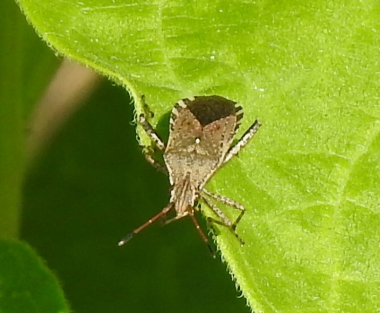 Ceraleptus gracilicornis - tüskéslábú karimáspoloska