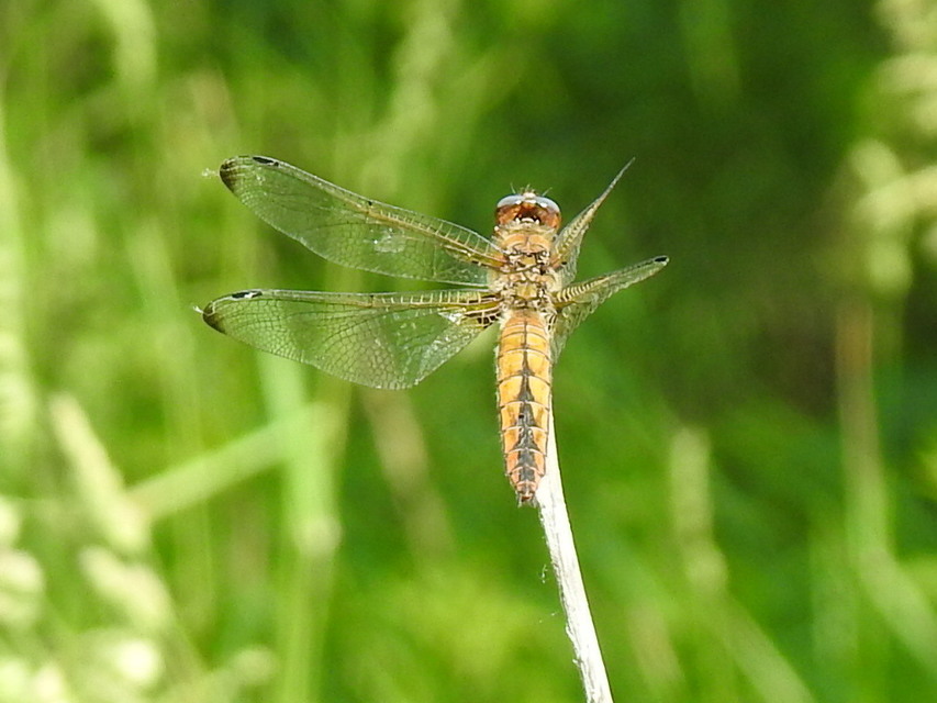 Libellula fulva - kisfoltos laposacsa