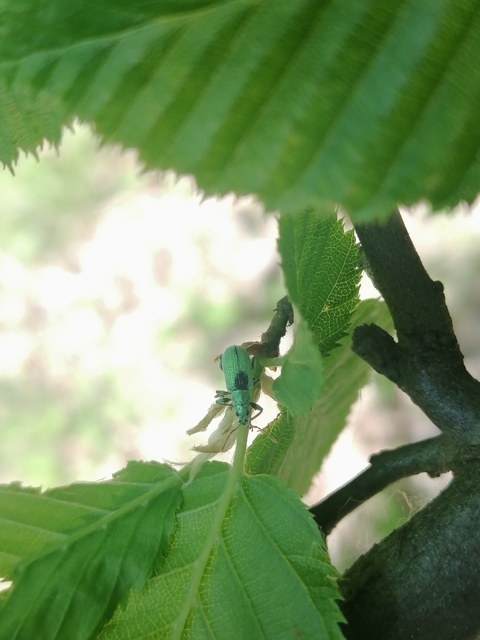 Phyllobius argentatus - ezüstös levélormányos
