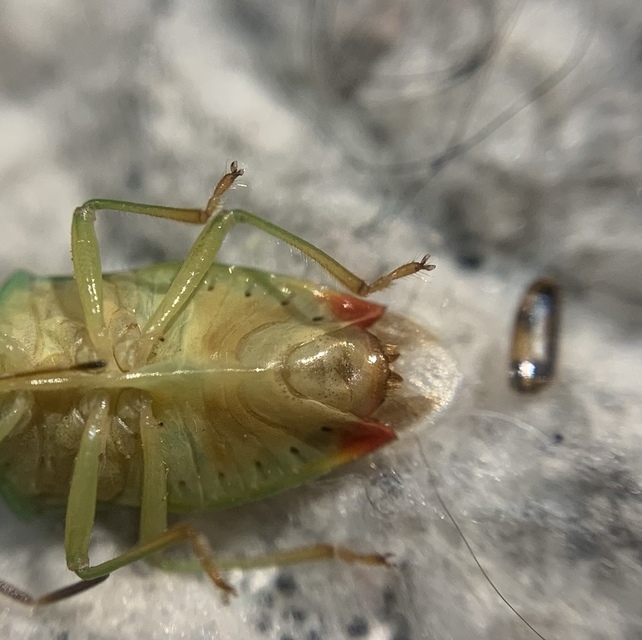 Elasmostethus interstinctus - pirostarka dajkapoloska