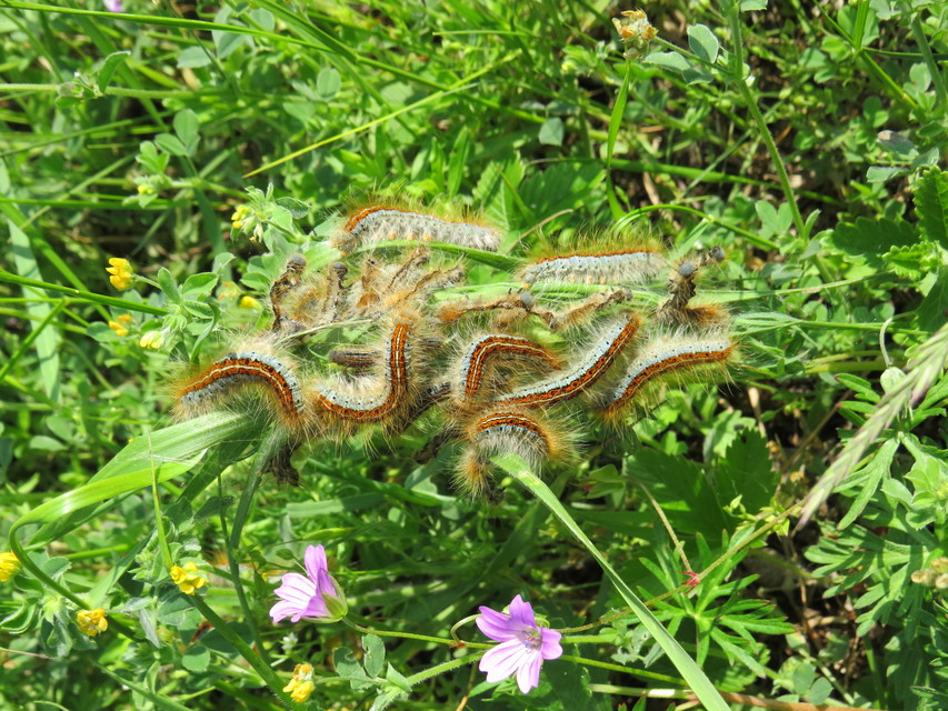 Malacosoma castrensis - kutyatejszövő