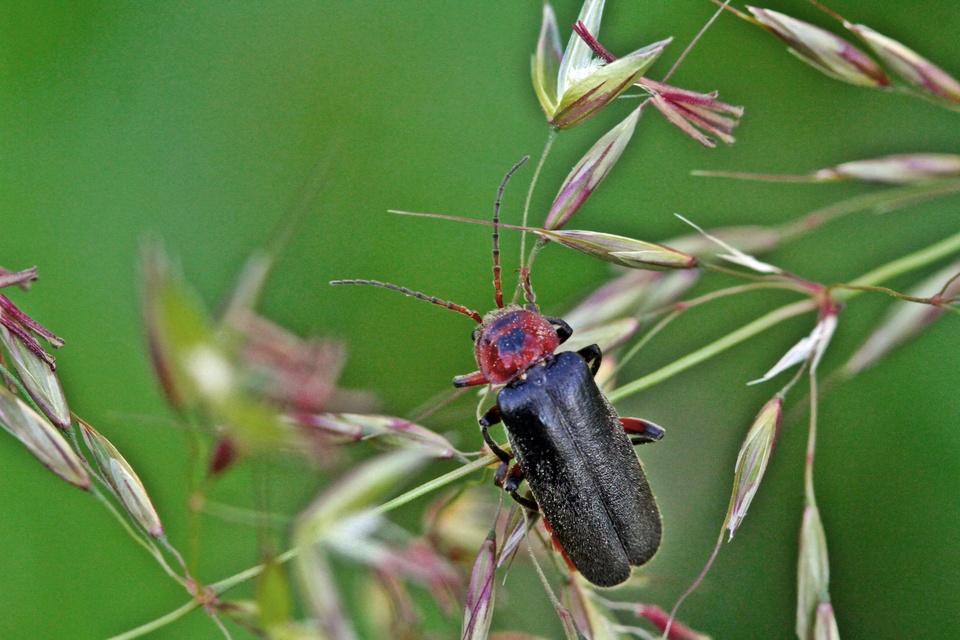 Cantharis rustica - suszterbogár