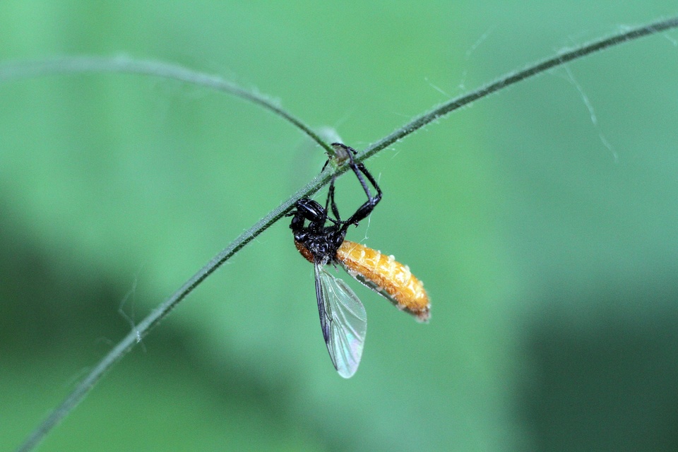 Hymenoptera - Hártyásszárnyúak