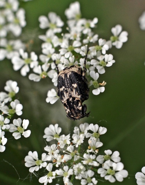 Valgus hemipterus - suta virágbogár