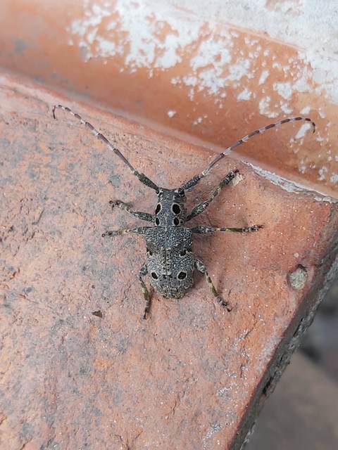 Mesosa curculionoides - szemfoltos cincér Mesosa curculionoides - szemfoltos cincér