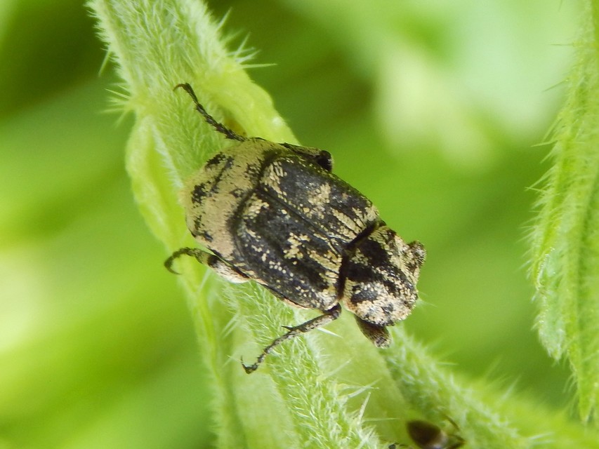 Valgus hemipterus - suta virágbogár