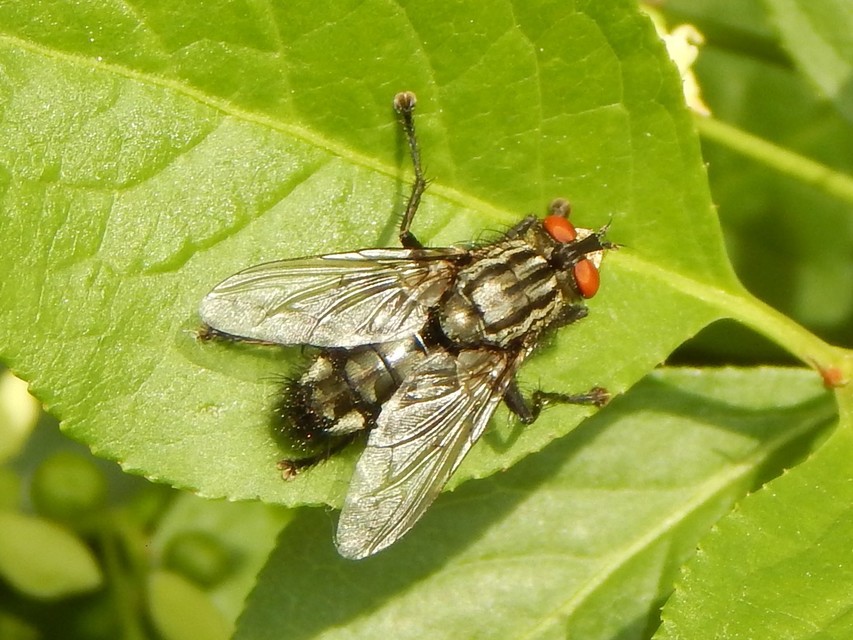 Diptera - Kétszárnyúak