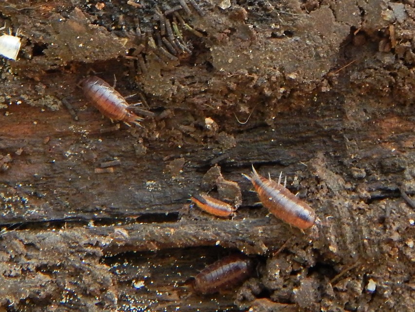 Isopoda - Ászkarákok