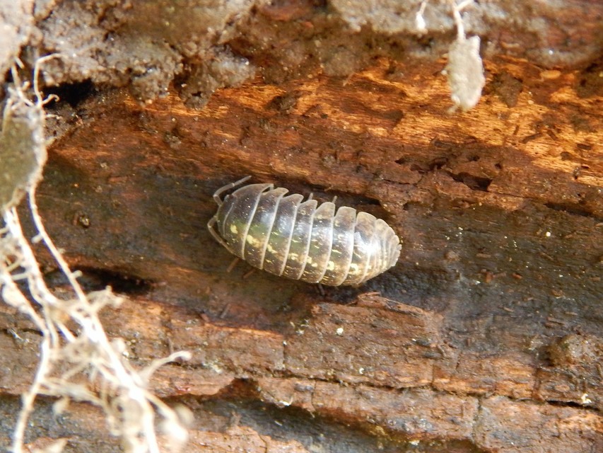 Isopoda - Ászkarákok