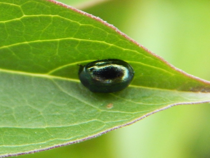 Plagiodera versicolora - törpe fűzlevelész