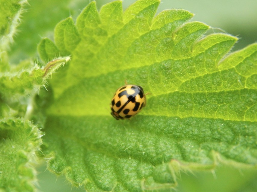 Propylea quatuordecimpunctata - tizennégypettyes füsskata