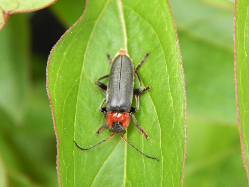 Cantharis fusca - közönséges lágybogár