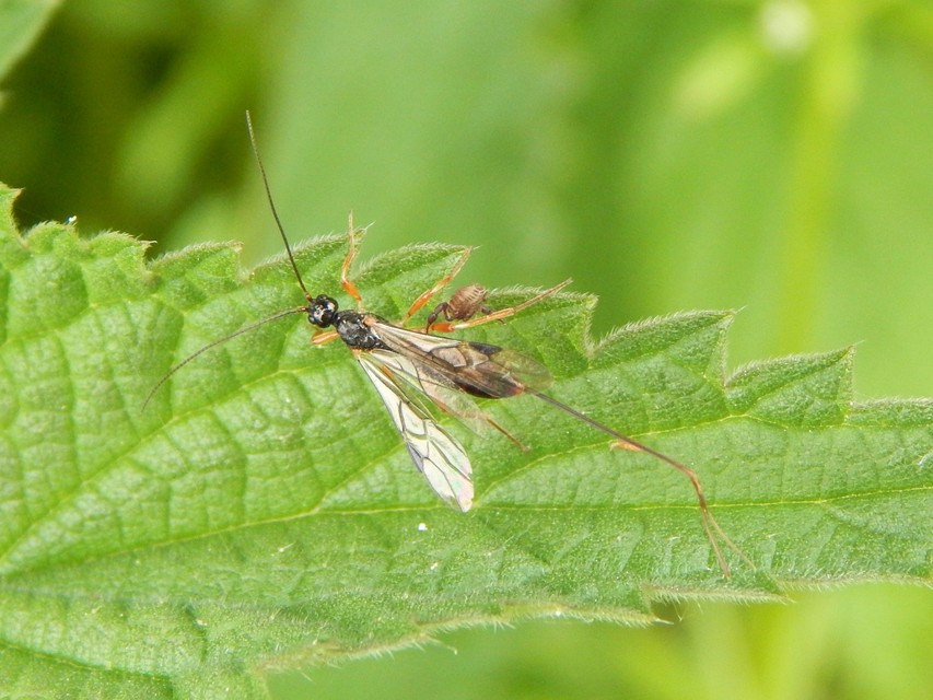 Hymenoptera - Hártyásszárnyúak