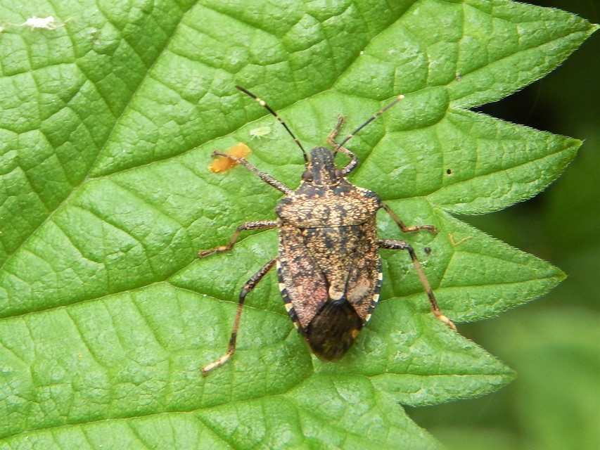 Halyomorpha halys - ázsiai márványospoloska