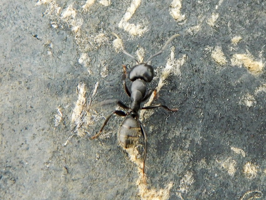 Camponotus vagus - fekete lóhangya