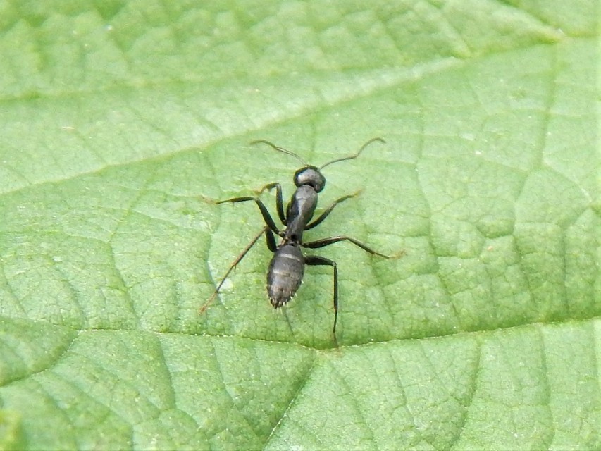 Camponotus vagus - fekete lóhangya
