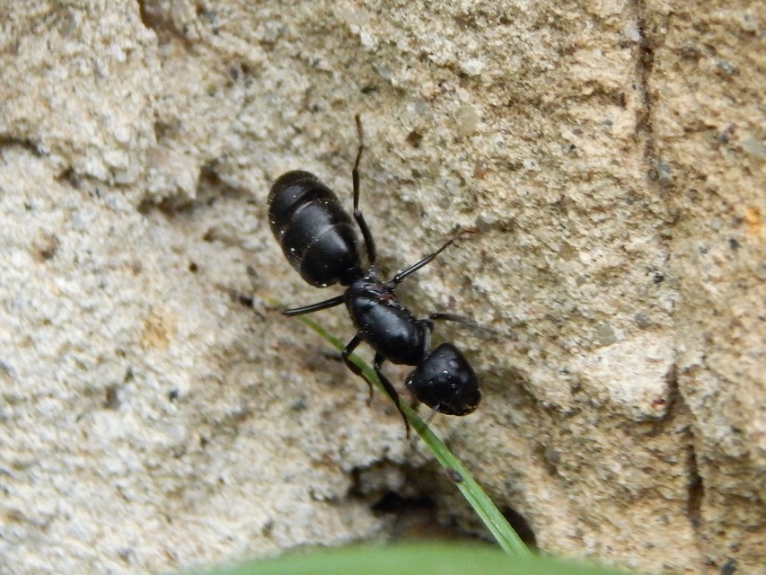 Camponotus vagus - fekete lóhangya