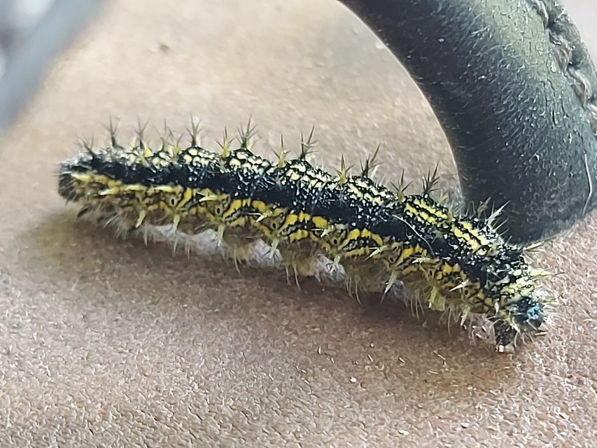 Nymphalis urticae - kis rókalepke