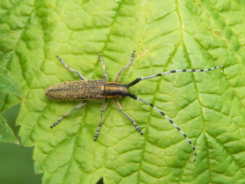 Agapanthia villosoviridescens - fehérgyűrűs bogáncscincér