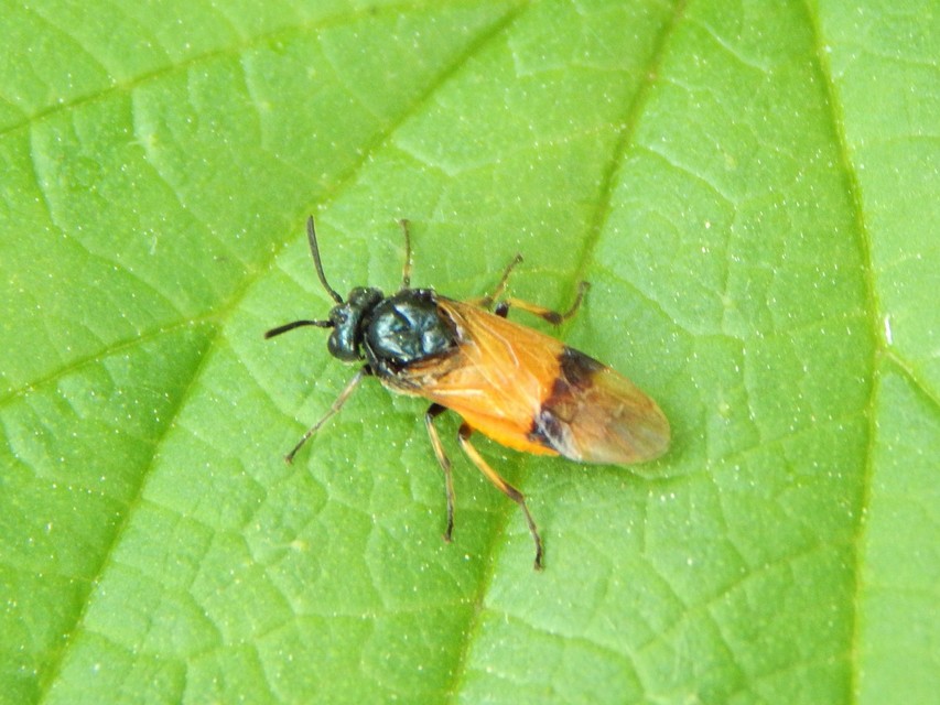 Diptera - Kétszárnyúak
